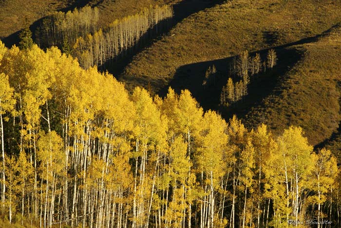 Golden aspen stand in contrast to the bold lines of a hillside near Gothic and Crested Butte, CO.